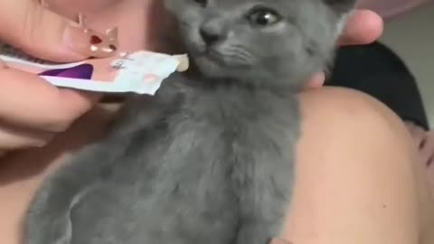 cat drinking short video