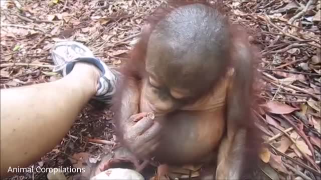 Baby Orangutan Are Adorable - Cutest Compilation