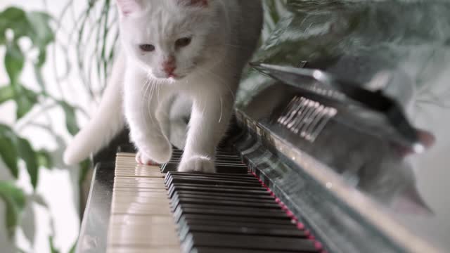 white cute cat walking on the piano