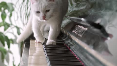 white cute cat walking on the piano