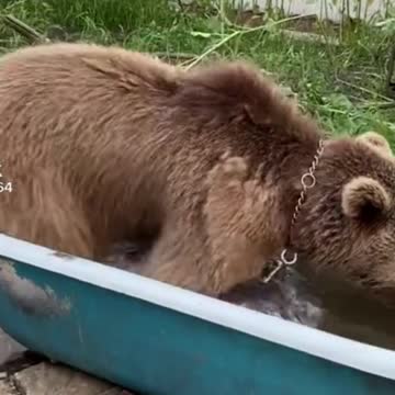 🐻 It's bear bath time! 🐻 #Shorts