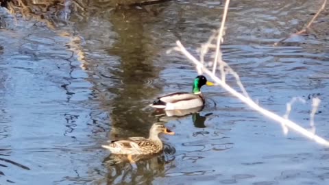 Pretty Ducks Rush Towards Source of Gushing Water then Turn Around