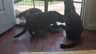 Kitties Seeing They'rre New Street for the First Time..Pt.2..