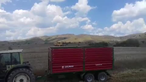 Harvesting Wheat