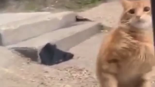 Funny cat compilation (8)