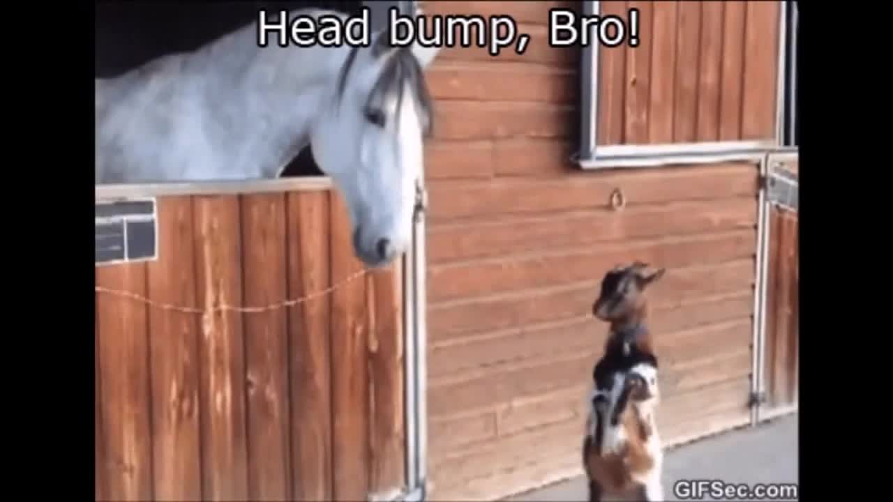 Best Funny moments of animals !!!