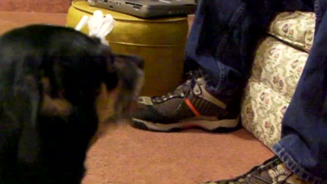 Dog cries at dad not giving him a snack