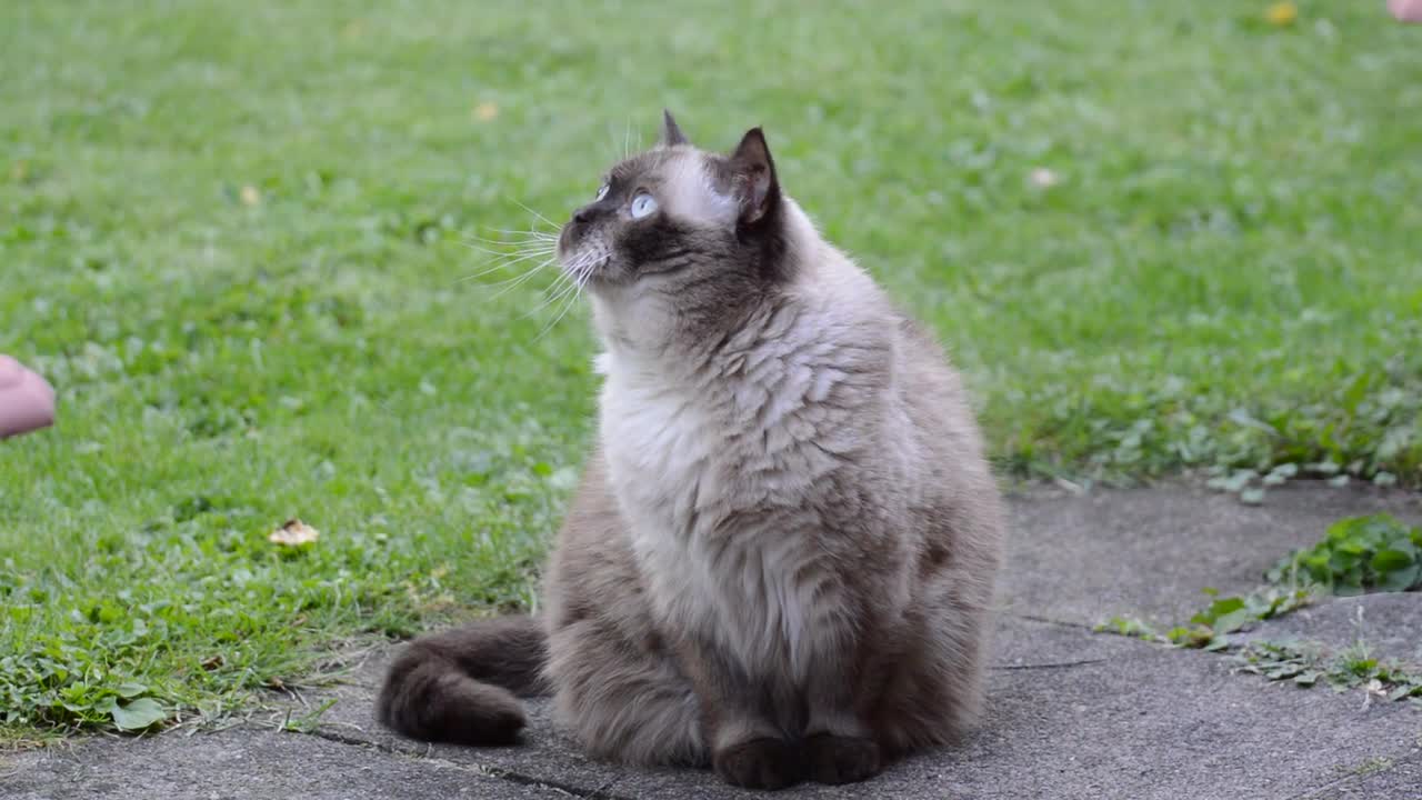 Short-haired chocolate cat