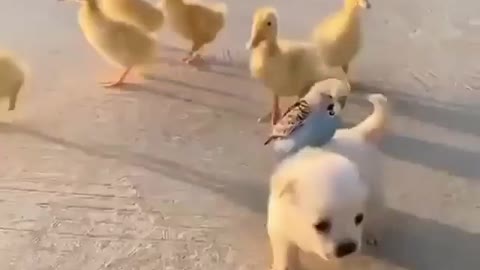 The cute dog try to be a friend with a duck