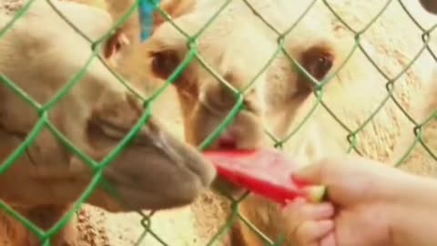 little animal eating watermelon