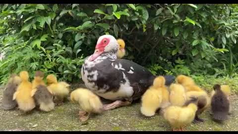 duck family