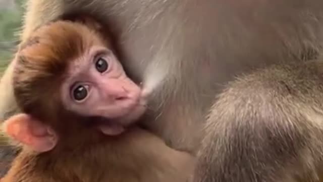 FUNNIEST MONKEY😂😹🐒 CUTE AND FUNNY MONKEY VIDEOS🤣loves🥰mother🥰