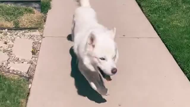 Puppy walking happy