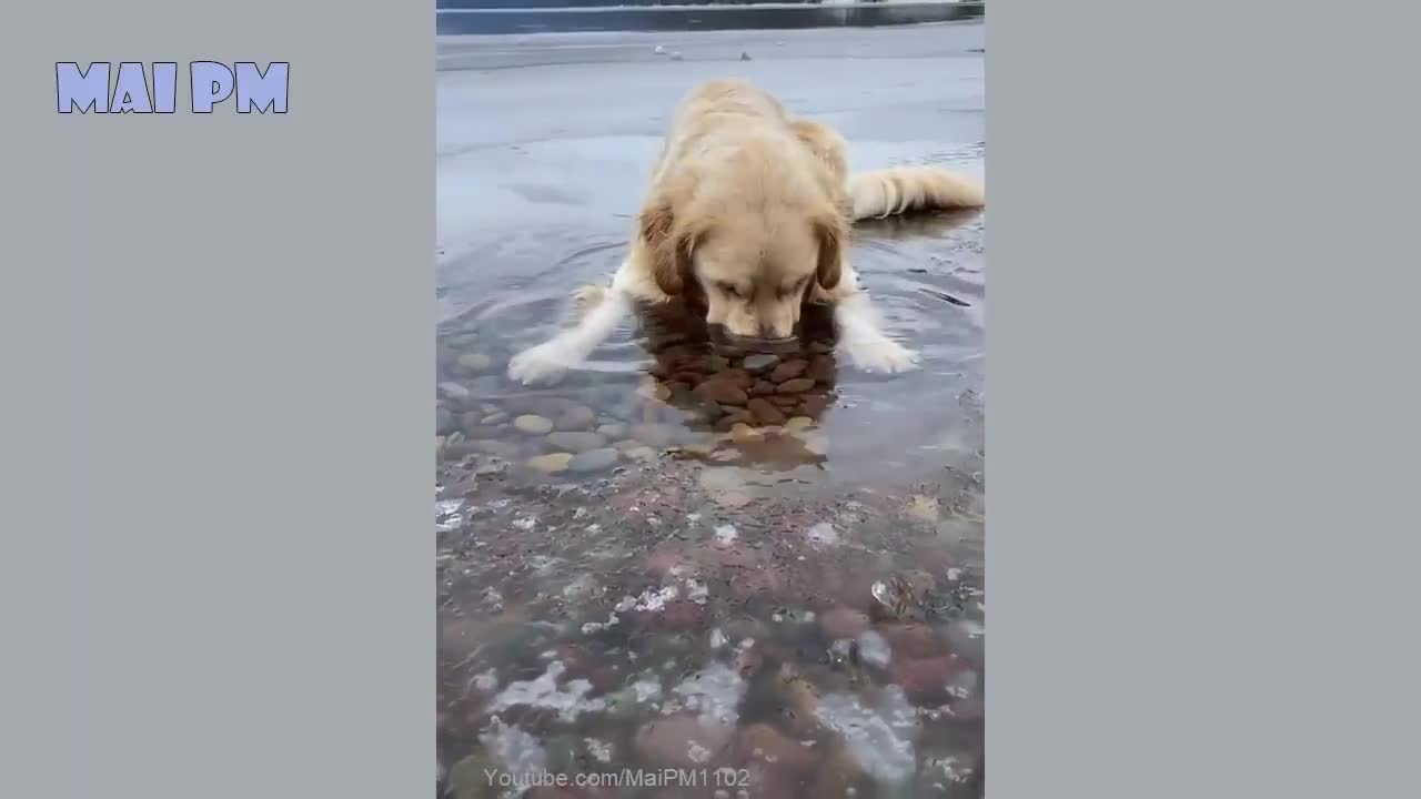 🤣Funny Dog Videos 2020🤣 🐶 It's time to LAUGH with Dog's life