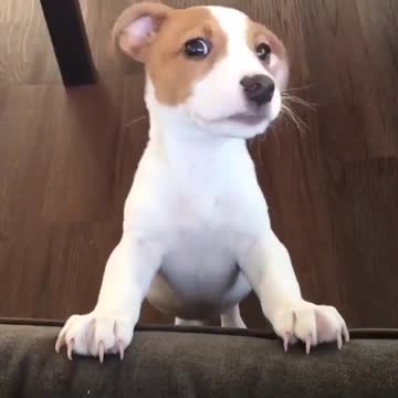 What do you gf puppies dog