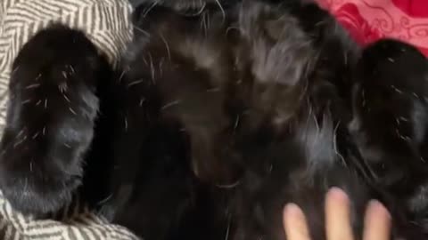 Black Panther