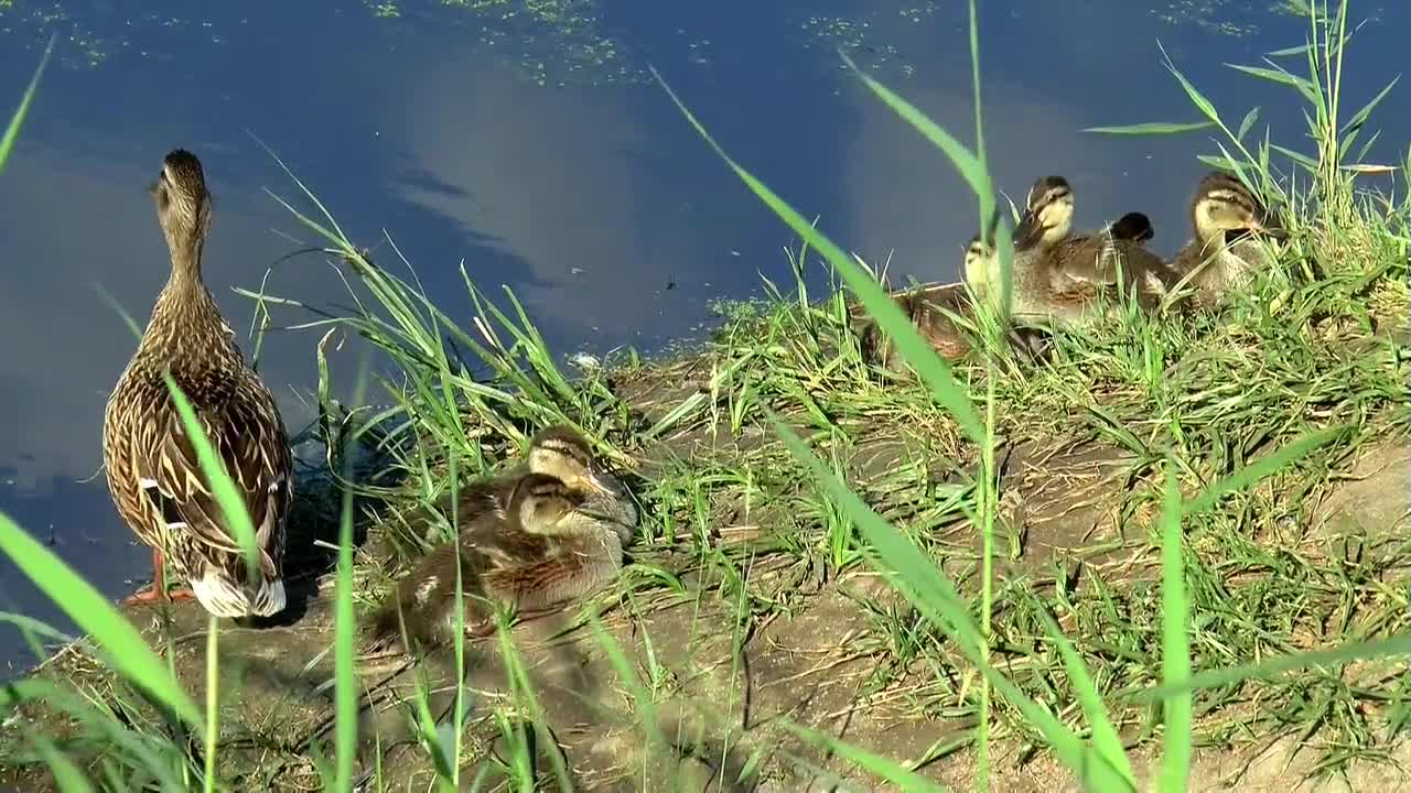 Lake duck summer natural beauty place