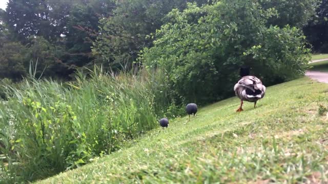 Ducks on the grass