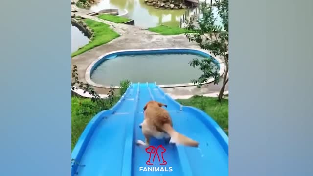 Funny & Cute Animals Clips Part 8