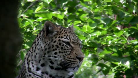 leopard in front of trees in background