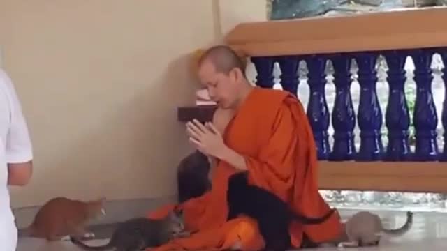 one has to be a monk to resist playing with those kittens
