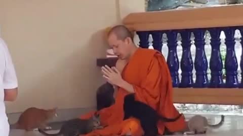 one has to be a monk to resist playing with those kittens