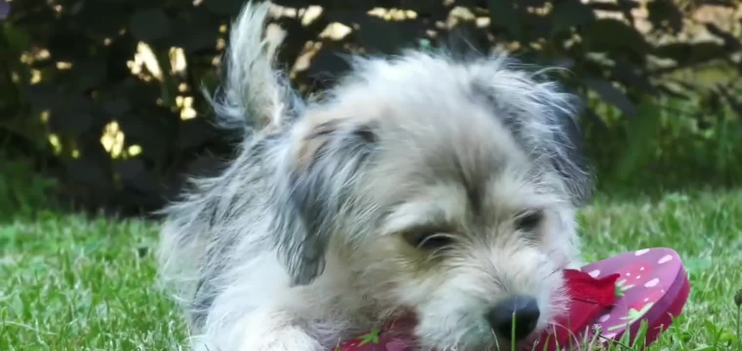 Cute puppy playing with slipper 🥰🥰