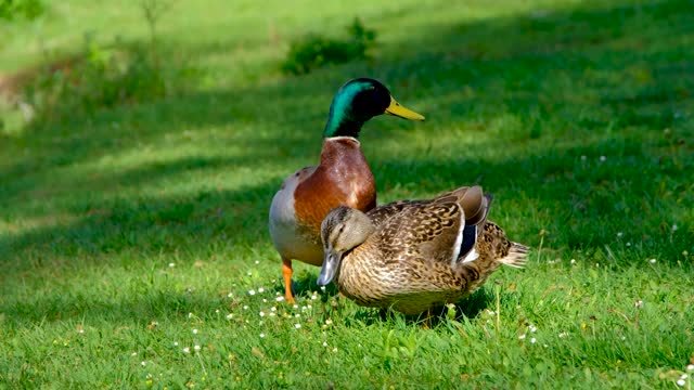 duck-bird-grass-meadow-wind-male