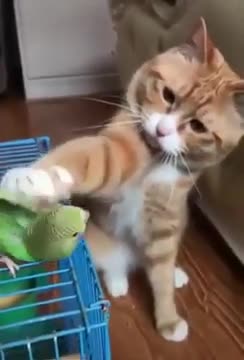 Sarı kedinin kuşu sevmesi