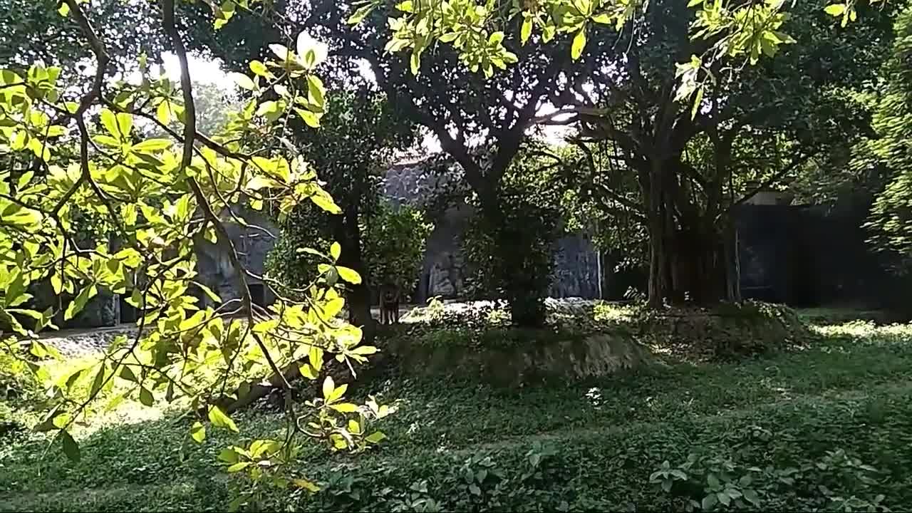 The Roar of the Lion 🦁 calcutta zoo India