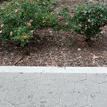 Many BM are fed up with BW