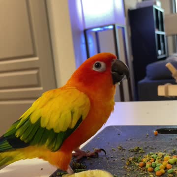 Parrot loves banana, does happy dance while eating it