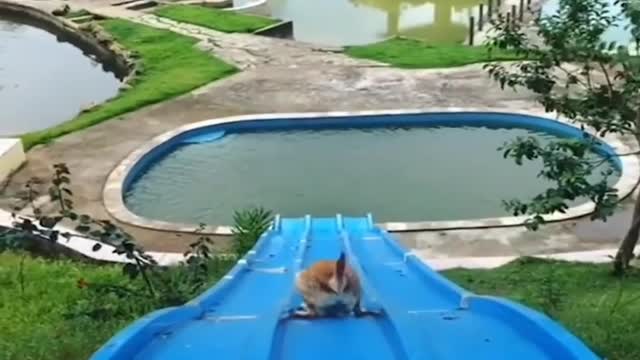 Dogs swimming competition you have never seen