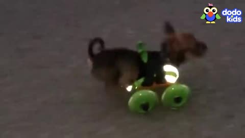 Tiny Dogs With No Front Legs Get The small Set of Wheels