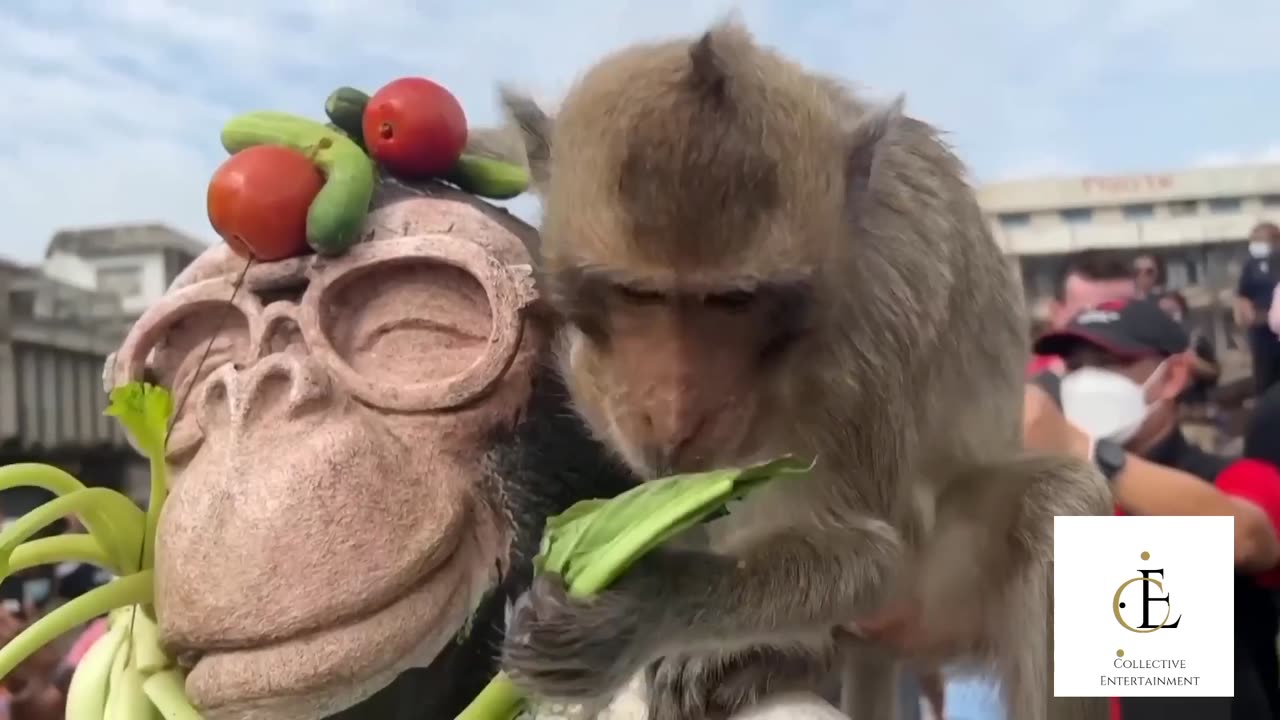 Monkeys Party in Thailand