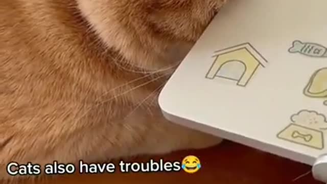 Funny Lovely Cats, Best Cats, Cute Cats