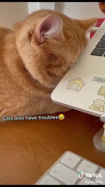 Funny Lovely Cats, Best Cats, Cute Cats