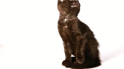 Cute black kitten on white background