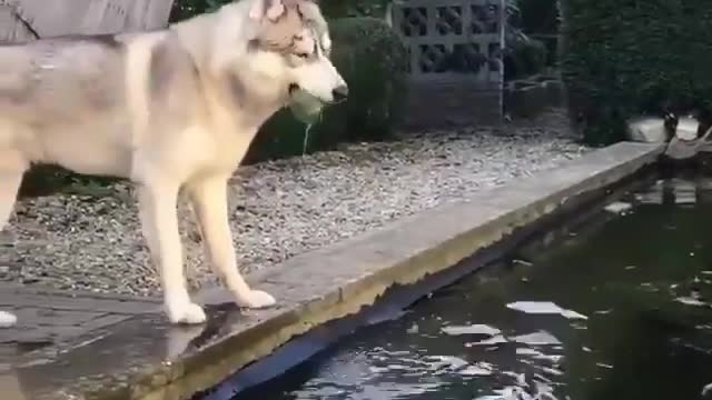 Husky gets the ball