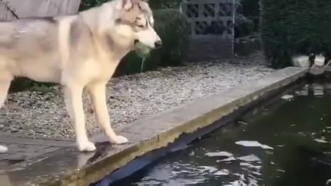 Husky gets the ball