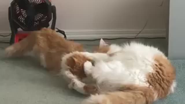 Tuna and Tina wrestle mania