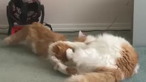 Tuna and Tina wrestle mania