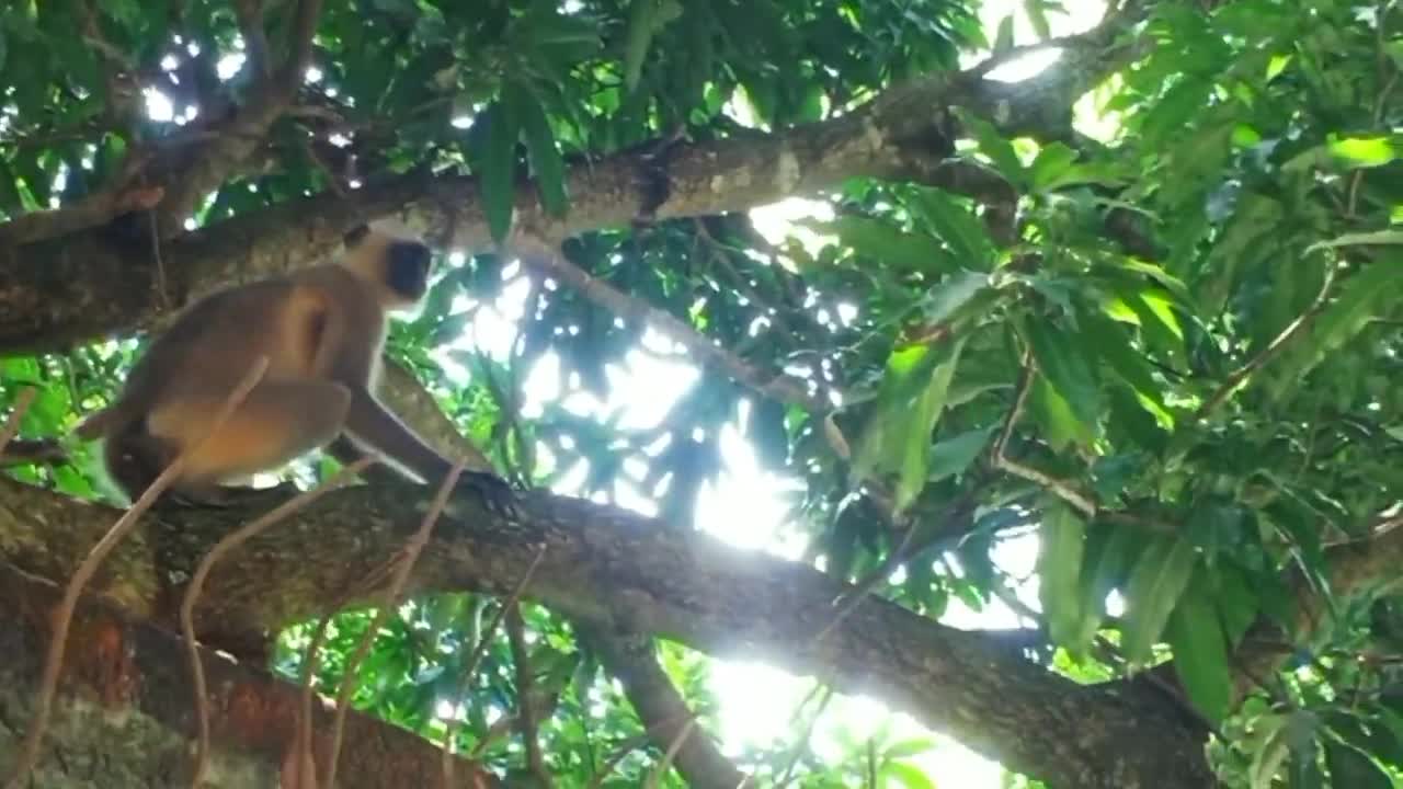 monkey funny video//Angry Monkey Video//Monkey kissing video//