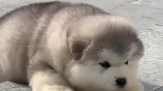 I like my cute pet very much.