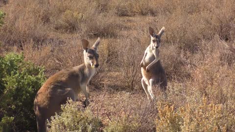 Amazing First Look |Amazing New videos clip Nature | #sViralhorts #shorts #fannyvideo