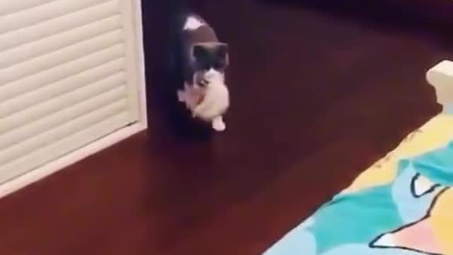 Mew mew
