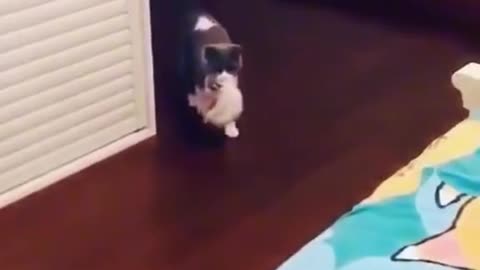 Mew mew