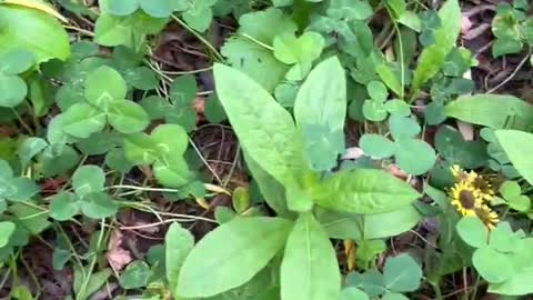 Two little flowers in the green grass