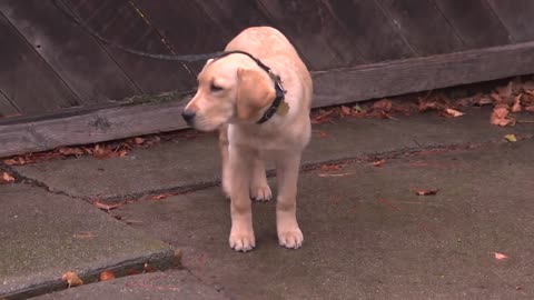 Timid vs Confident Puppy Comparison