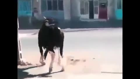 The bull did not know that he was tied